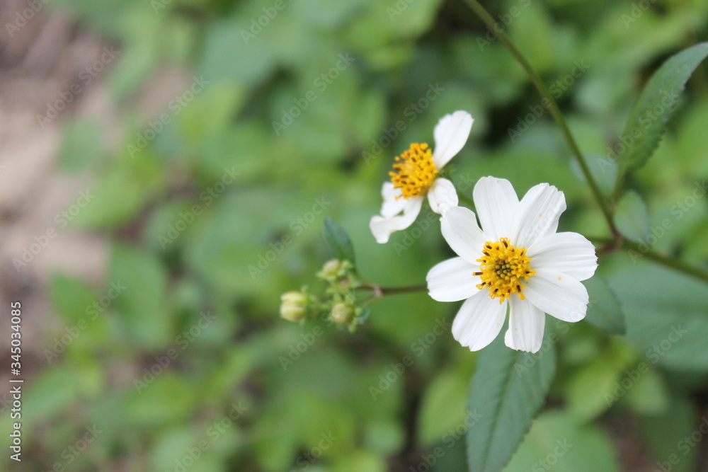 White flowers blooming in spring(Flower Close-up)
- 白い野草の花 White flowers blooming in spring(Flower Close-up)
- 白い野草の花