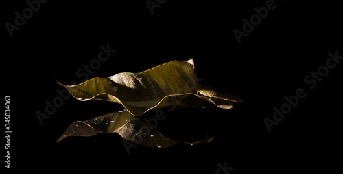 The dry brown leaves have white stains on the black glass surface, sparkling and reflecting light.