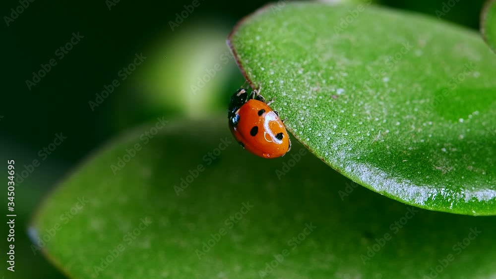 Red ladybug crawl on blade of grass against nature background Red ladybug crawl on blade of grass against nature background