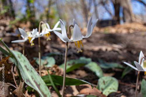 Close up view of native white trout lily wildflowers (erythronium albidum) blooming undisturbed in a woodland ravine setting
