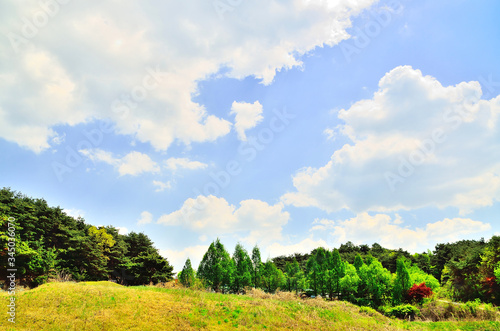 landscape with trees and blue sky