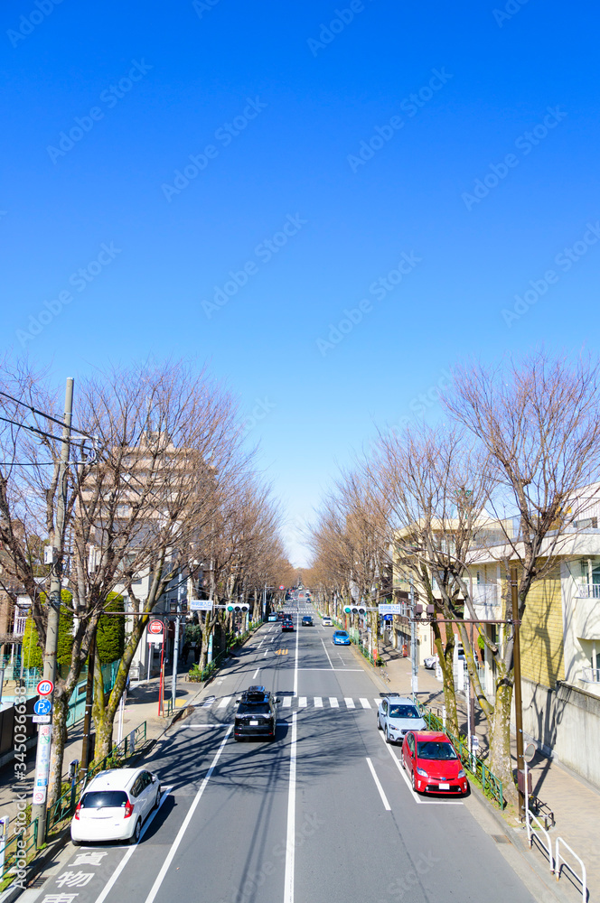 Φωτογραφία 冬の中杉通り（東京都杉並区）