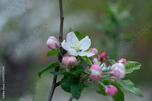 Blooming apple tree branch on a natural blurred background
