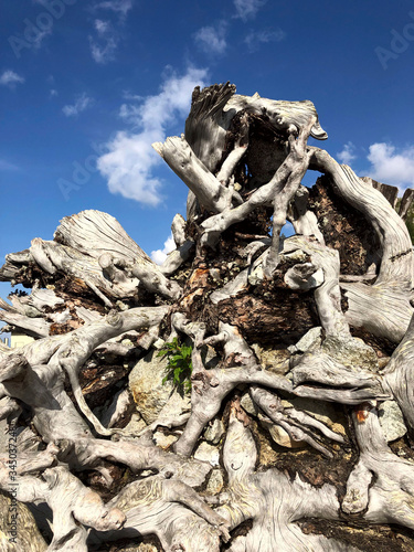 Abstract background. Strange dry roots of the tree against the blue sky. Texture of the old dry roots of the tree. Textured background. Vertical, nobody, free space, close-up. Ecology concept.