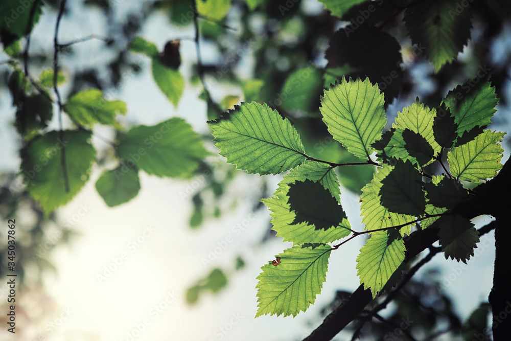 Bright spring greens at dawn in the forest. Nature comes to life in early spring. Bright spring greens at dawn in the forest. Nature comes to life in early spring.