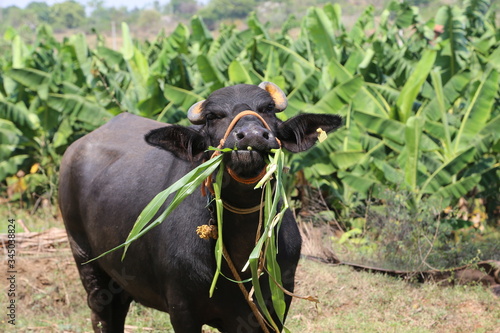 buffalo in the farm