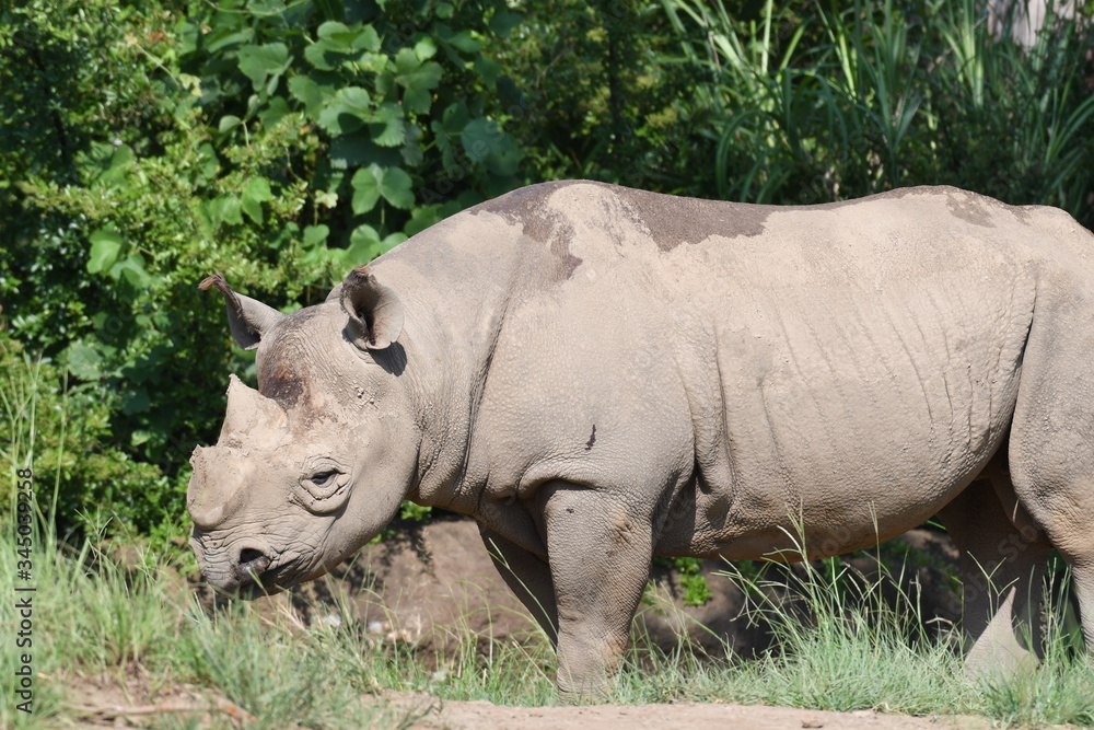 Obraz premium クロサイ