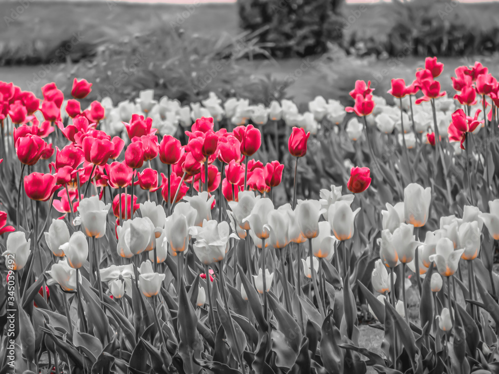 Multicolor Tulips Blooming Outdoors - obrazy, fototapety, plakaty 
