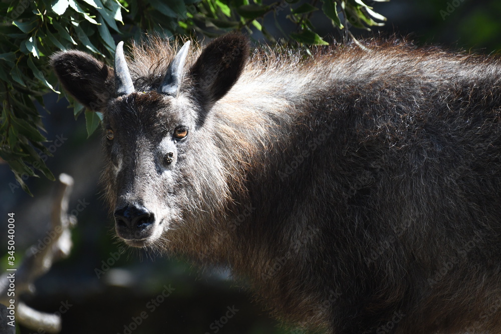 Fototapeta premium ニホンカモシカ