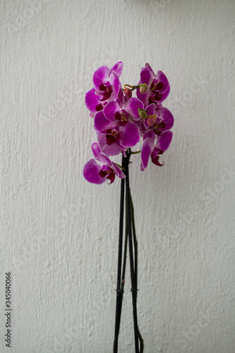 PURPLE ORCHIDS IN WHITE BACKGROUND