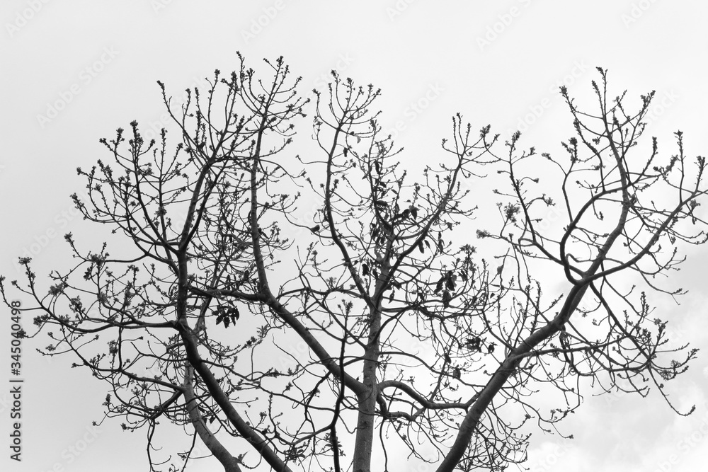 Fototapeta premium silhouette of a tree