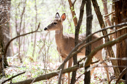 Deer