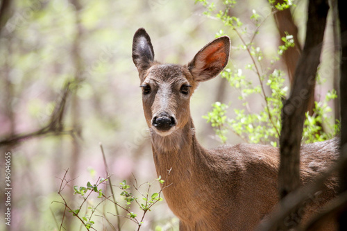 Deer