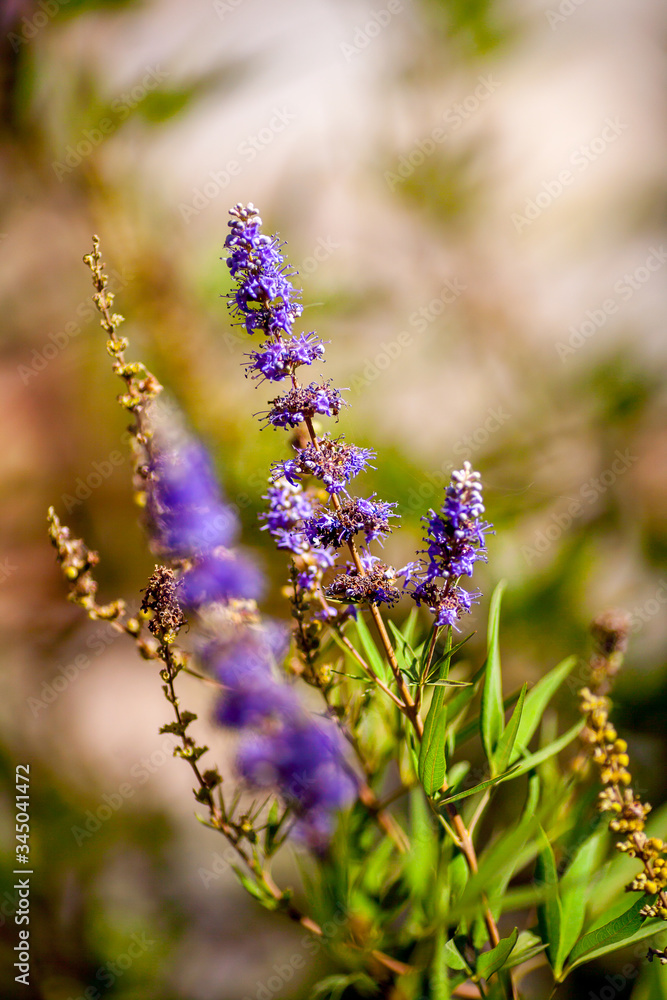 Obraz premium Morocco flowers