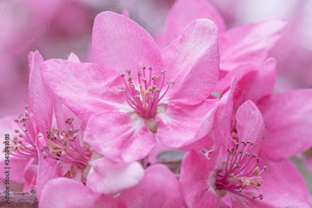close up of pink blossoming of Chinese crabapple tree in spring close up of pink blossoming of Chinese crabapple tree in spring