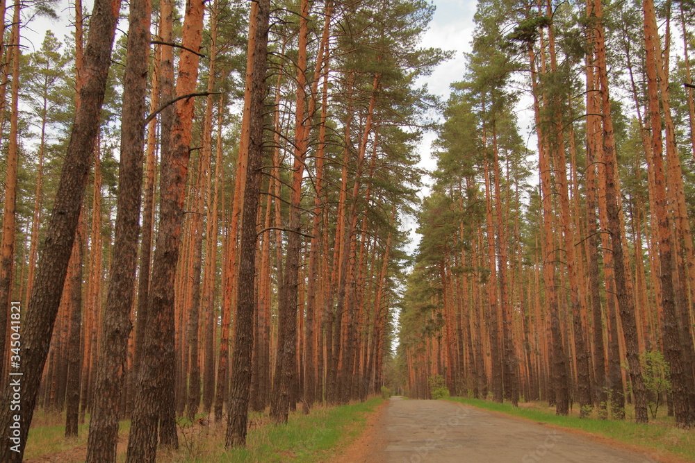 Obraz premium Spring pine forest in Russia