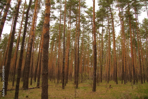 Spring pine forest in Russia