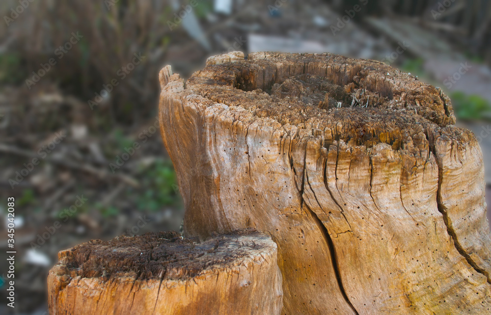 Fototapeta premium stump in the forest