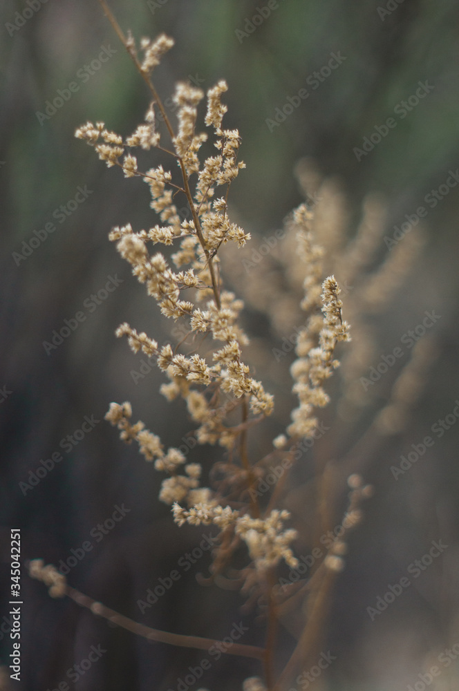 Tender Spring dry grass Macro Tender Spring dry grass Macro