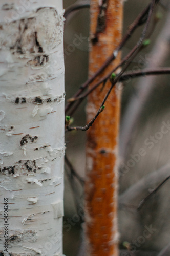 autumn leaves on the tree