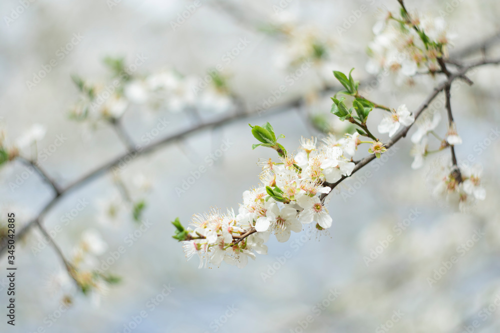 Cherry flower on a natural background Cherry flower on a natural background
