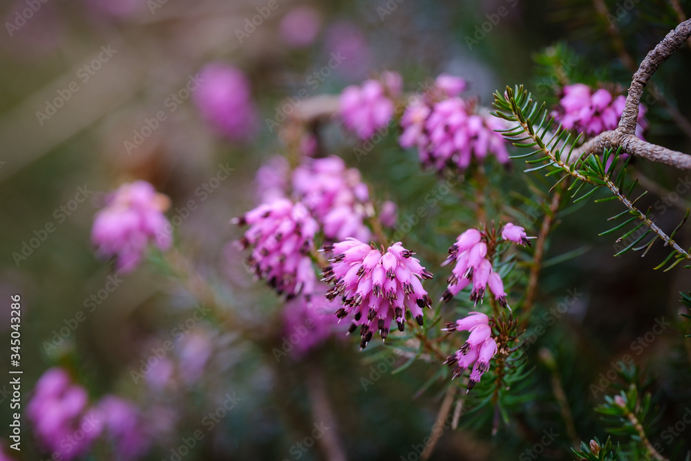 Fototapeta premium Beautiful pink Spring heath flower