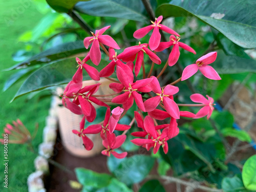 Red West Indian Jasmine Flower.

 photo