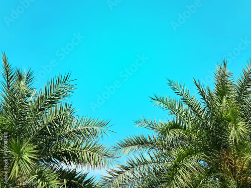 High Section of Palm Tree Against Blue Sky