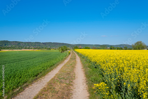 Ripening oilseed rape in a field in western Germany  dirt road visible  blue sky in the background  natural light.
