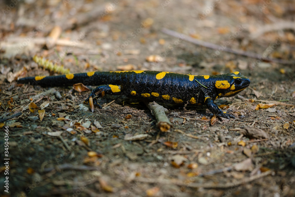 Black yellow salamanter crawling