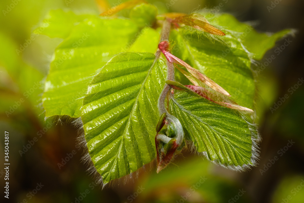 Fototapeta premium Green spring hornbeam tree leaves