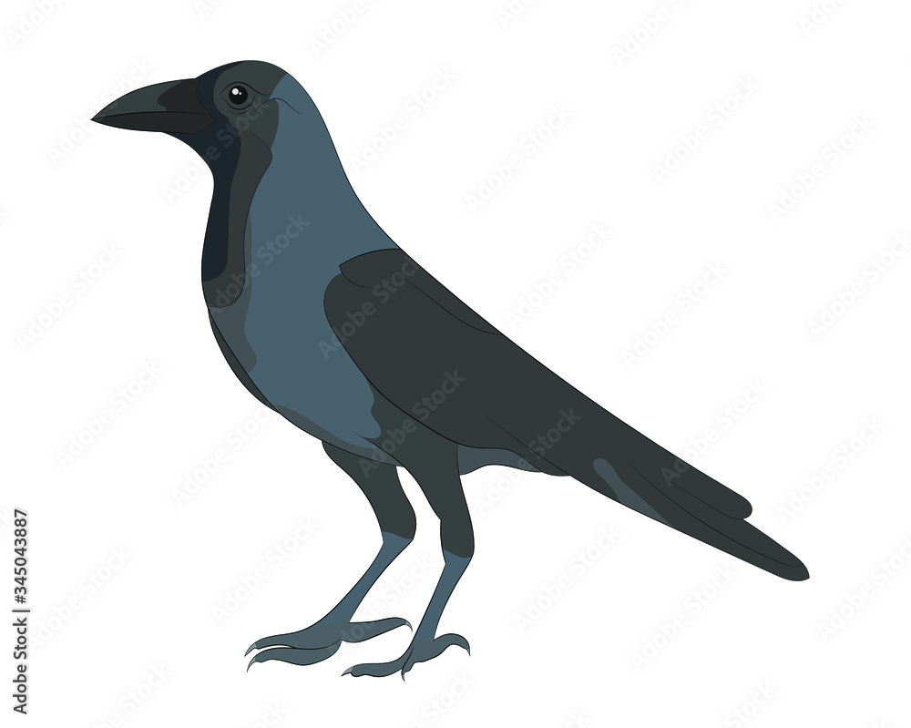 Fototapeta premium vector illustration of Crow on white background
