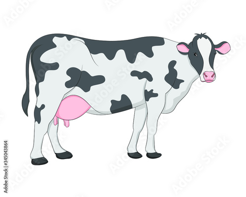vector illustration of Cow on white background