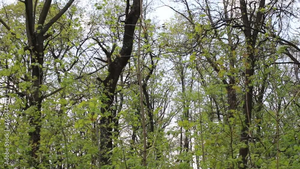 Tall maple trees in spring day. Tall maple trees in spring day.