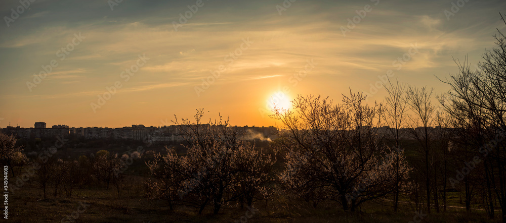 Naklejka premium Spring Forest on Sunset in Ukraine