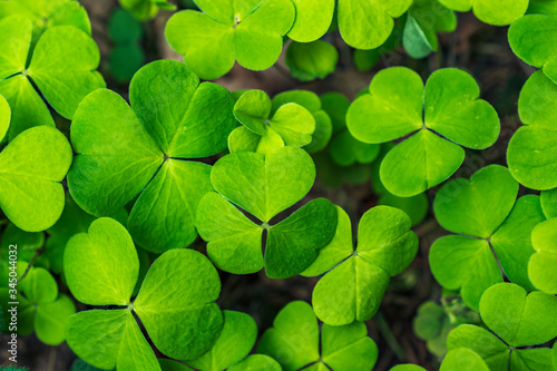 Close-up leaves of common wood sorrel (Oxalis acetosella) photo