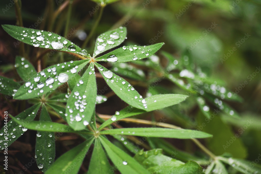 Soggy Mornings in the PNW Soggy Mornings in the PNW