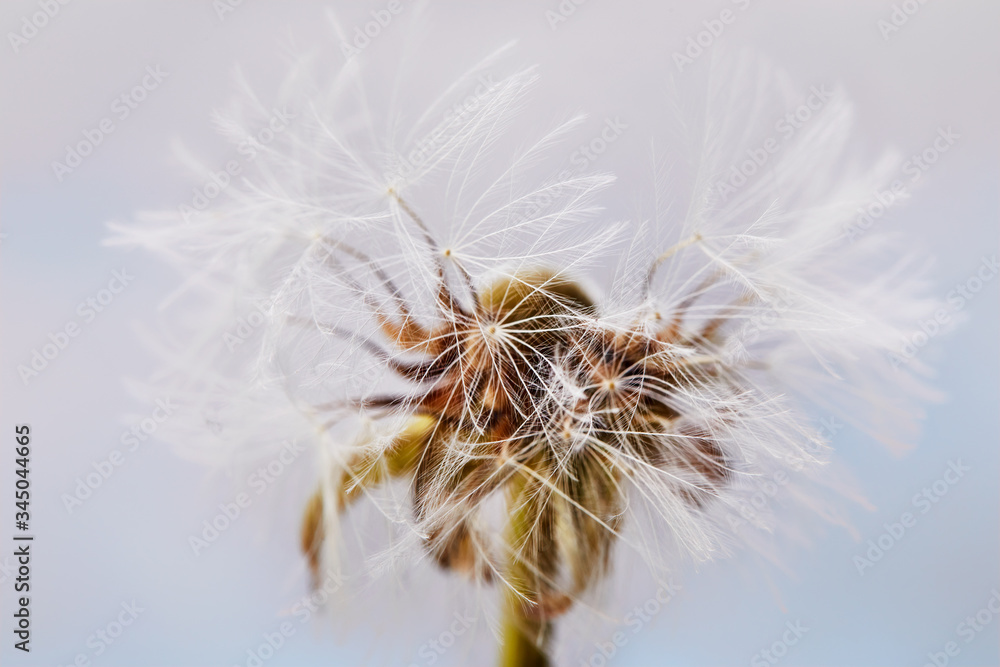 Macro shot of a dandelion on a blue background. Close-up