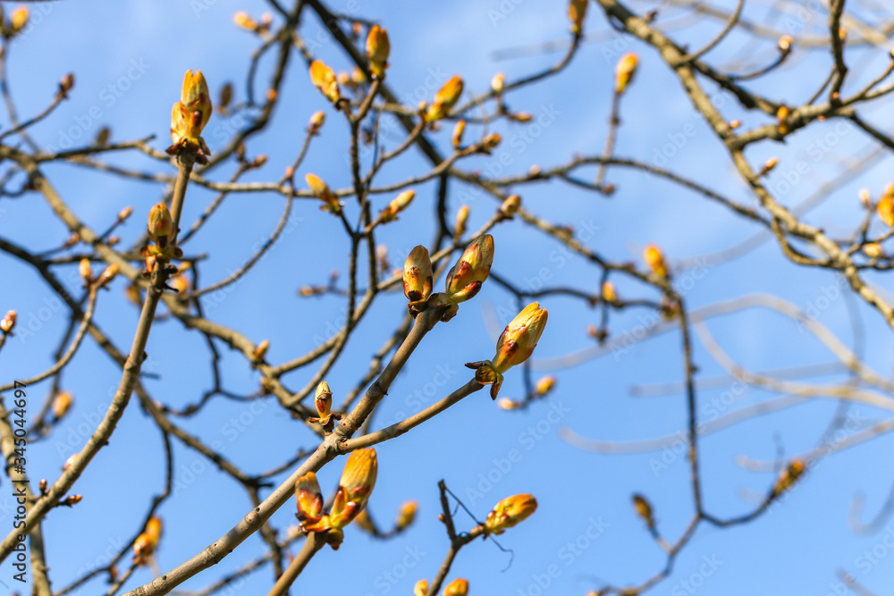 Kidneys on tree branches against the blue sky Kidneys on tree branches against the blue sky