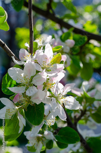 Blooming flowers of apple trees on a background of blue sky and other branches