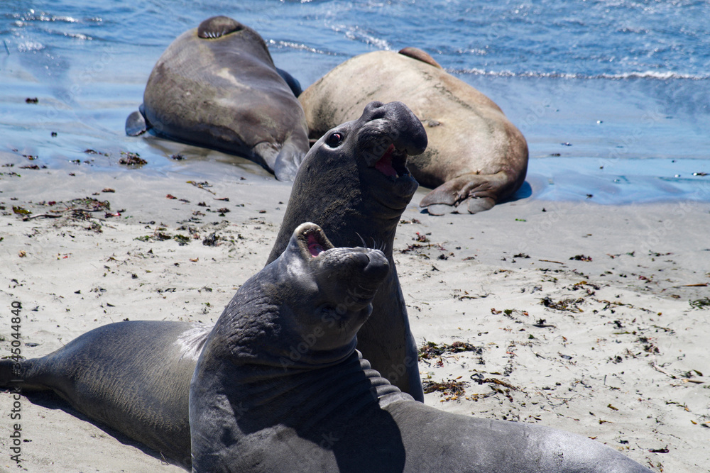 Fototapeta premium Elephant Seal Fight on Big Sur