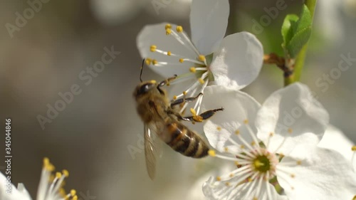Close up of a honey bee perched on a flower of a flowering tree apricot bee collecting nectar pollen on a spring Sunny day slow motion.