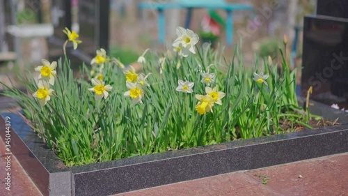 Flowers growing at the grave of a cemetery