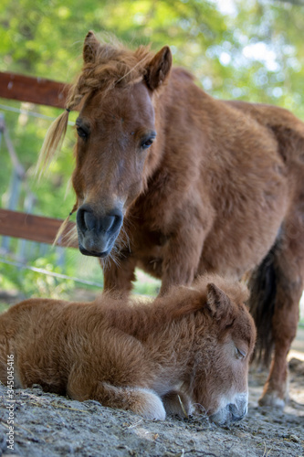 just born foal pony cute meadow