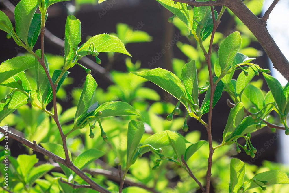 Obraz premium fresh green leaves