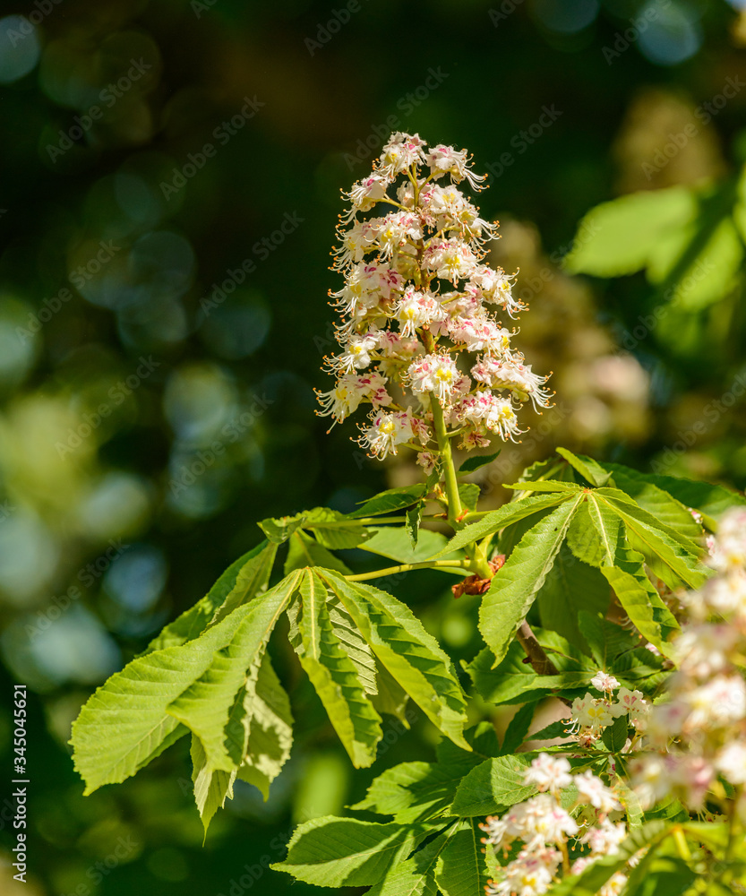 blossom of horse-chestnut (aesculus hippocastanum) or conker tree blossom of horse-chestnut (aesculus hippocastanum) or conker tree