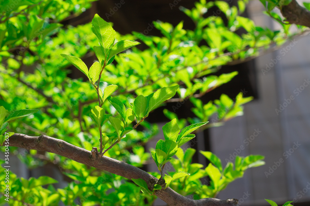 green leaves on a tree green leaves on a tree