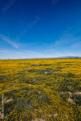 Flower Super Bloom