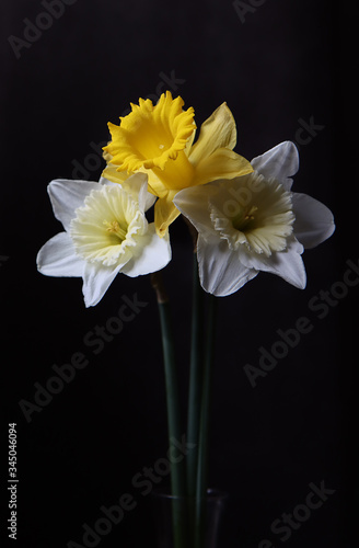 Daffodil flowers against a dark background.