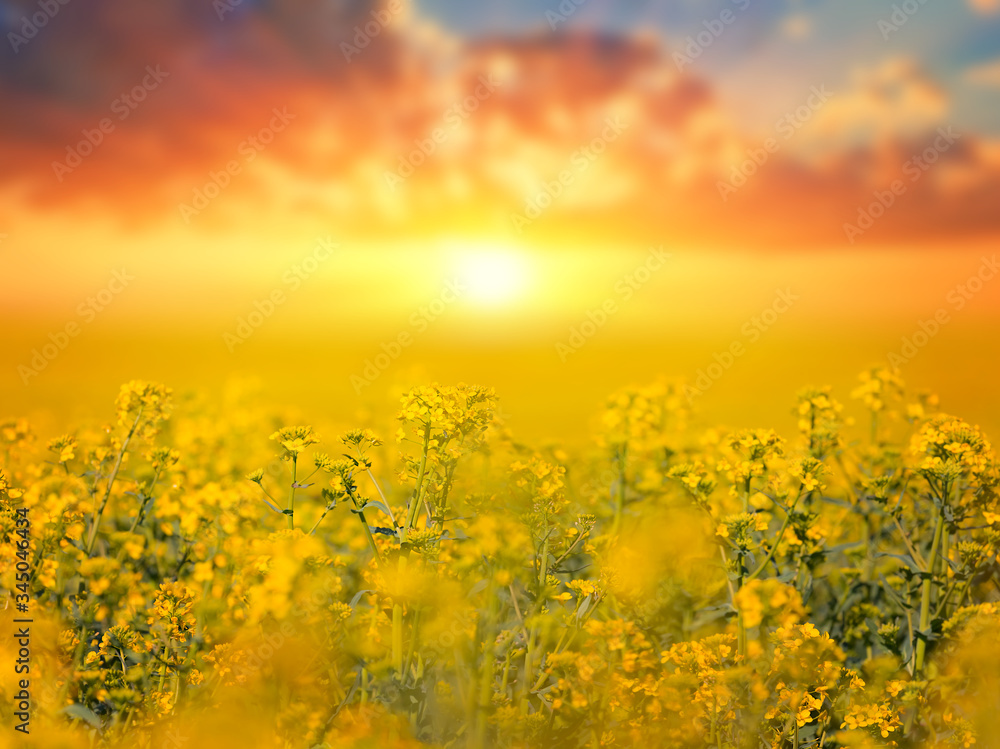 Obraz premium closeup yellow rape field at the dramatic sunset, outdoor agricultural background